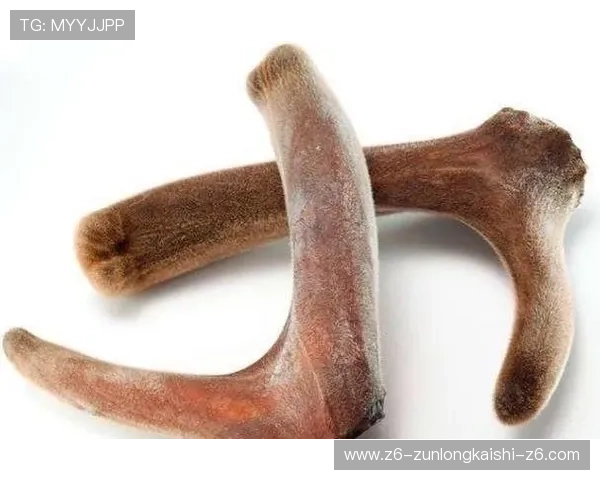 尊龙凯时安卓版下载官网：确保安全下载的实用技巧与注意事项