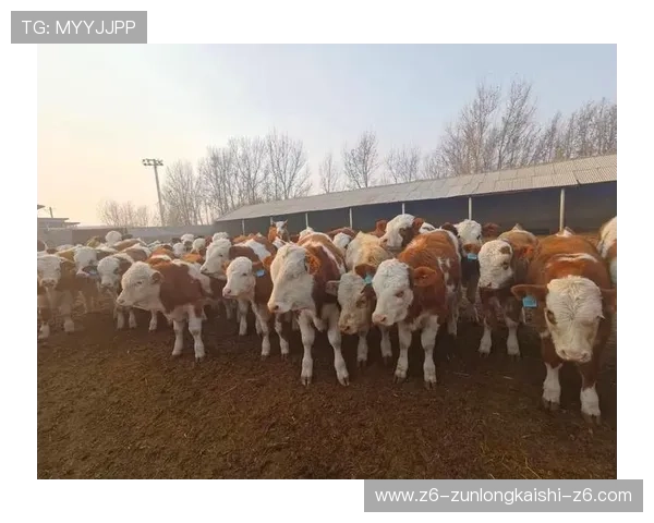 选择凯时尊龙人生就是博，感受博彩的乐趣与安全并存